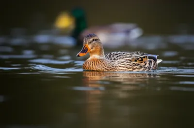 Illustration swimmers - Image 1