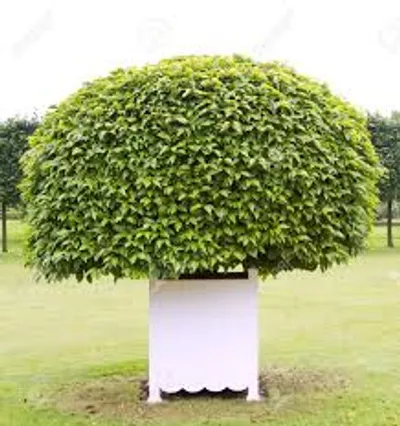 Illustration tub - Image 2