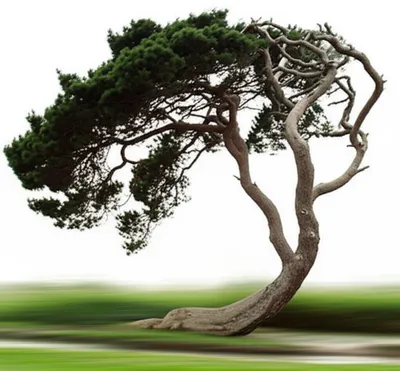 Illustration bends - Image 1