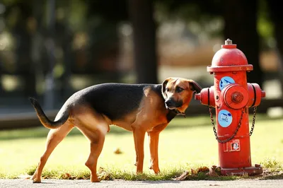 Illustration spraying - Image 1