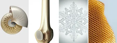 Illustration morphologies