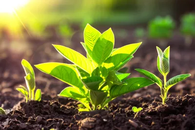 Illustration requisite - Image 1