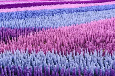 Illustration heather - Image 1