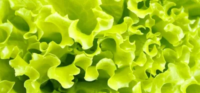 Illustration lettuce - Image 1