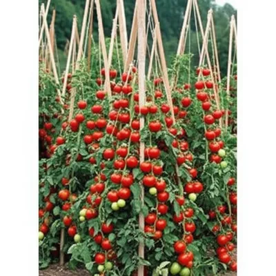 Illustration poling - Image 1