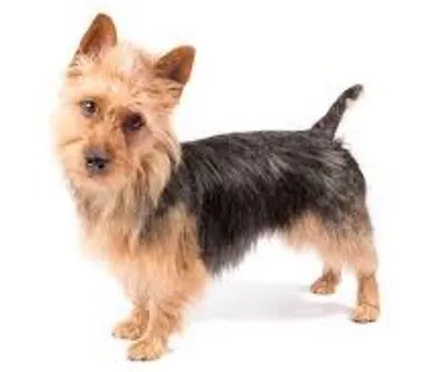 Illustration terrier - Image 2