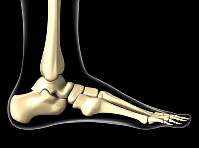 Illustration ankle - Image 1