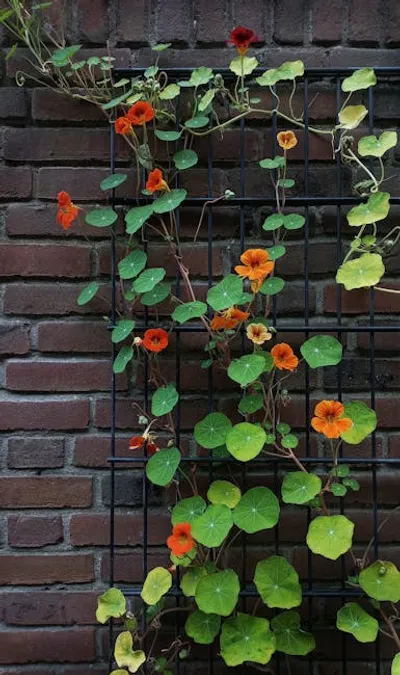 Illustration nasturtium - Image 2