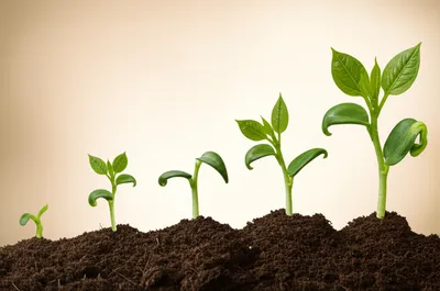 Illustration expanded - Image 1