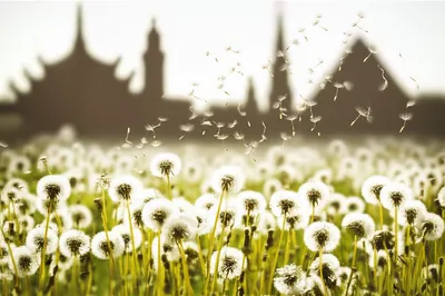 Illustration strews - Image 1