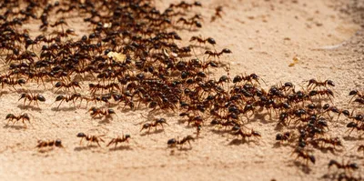 Illustration army - Image 1