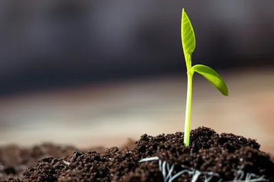 Illustration arisen - Image 1