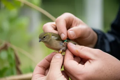 Illustration bands - Image 1