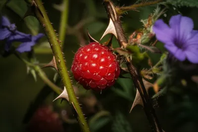 Illustration bittersweet