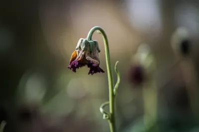 Illustration stiffening