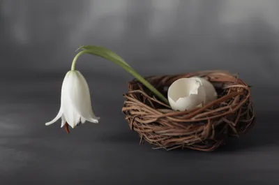 Illustration scrapes - Image 1