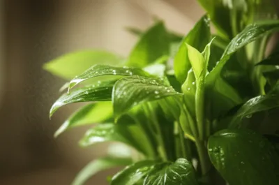 Illustration dampen - Image 1