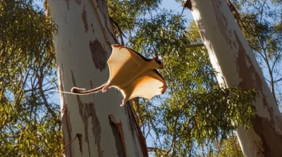 Illustration glider - Image 1