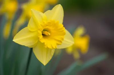 Illustration buttercup - Image 1