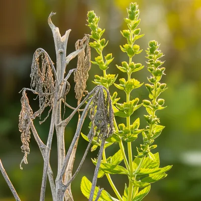 Illustration curing - Image 1