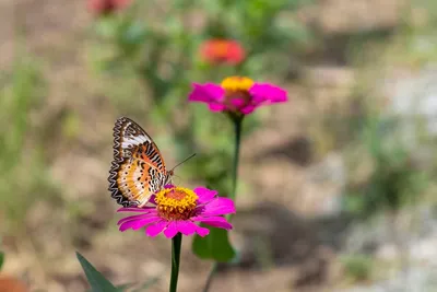 Illustration lacewings - Image 1