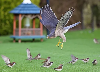 Illustration sparrowhawk - Image 1