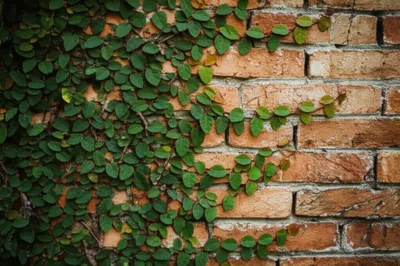 Illustration ramped - Image 1