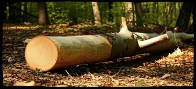 Illustration logs - Image 1