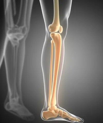 Illustration tibia - Image 1
