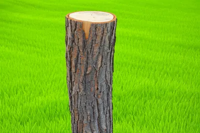 Illustration stumping - Image 1