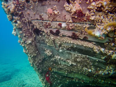 Illustration barnacles - Image 1