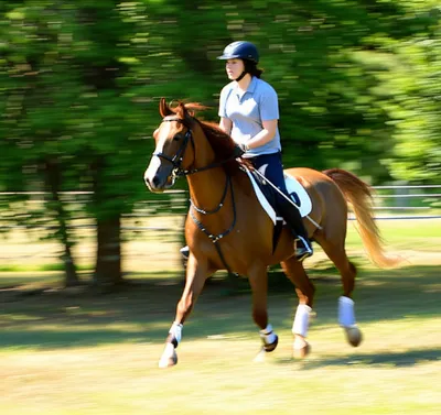 Illustration canter - Image 1