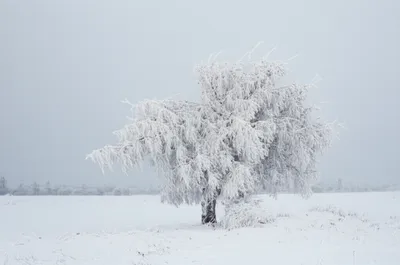 Illustration frosts - Image 1