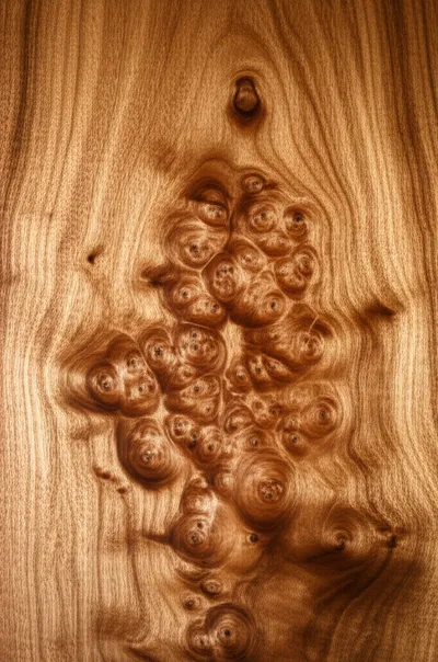 Illustration roes - Image 1