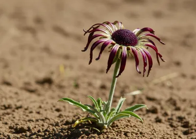 Illustration inbred - Image 1