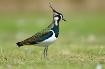 Illustration lapwing - Image 1