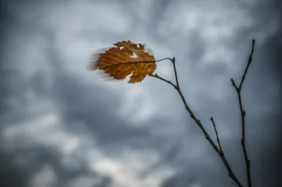 Illustration trembles - Image 1