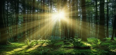 Illustration fanned - Image 1