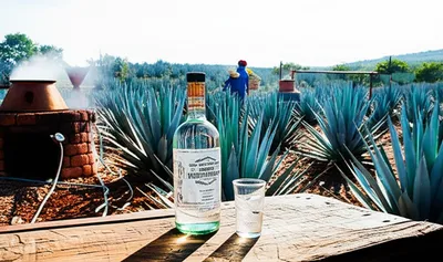 Hình ảnh minh họa mescal - Ảnh 1