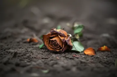 Illustration departed - Image 1