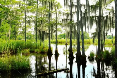 Illustration sloughs - Image 1