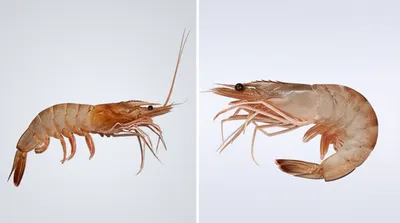 Illustration prawn - Image 1