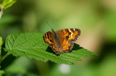 Illustration commas - Image 1