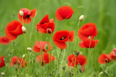 Illustration ms - Image 1