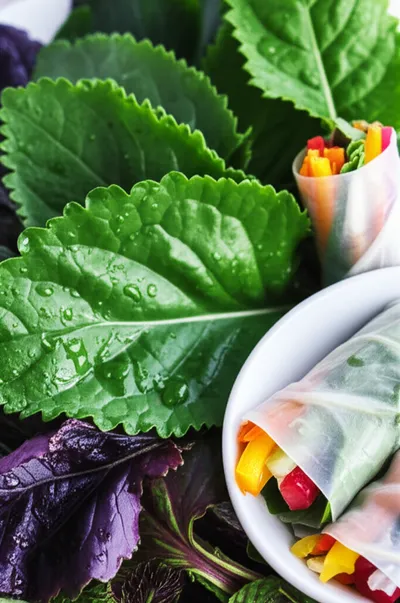 Illustration shiso - Image 2