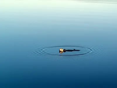 Illustration tranquilizes - Image 1