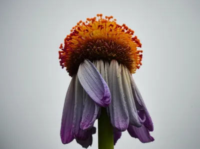 Illustration palls - Image 1