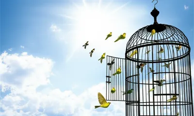 Illustration freeing - Image 1