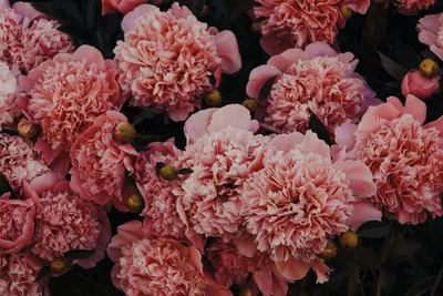 Illustration carnations - Image 2