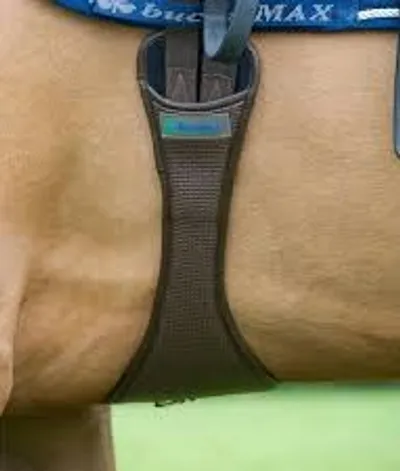 Illustration girth - Image 2